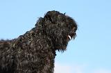 BOUVIER DES FLANDRES 323